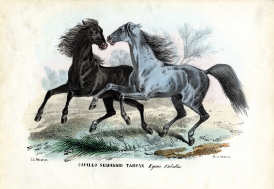 Wild Horses from Raimundo Petraroja