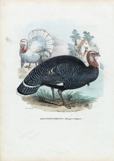 Wild Turkey from Raimundo Petraroja