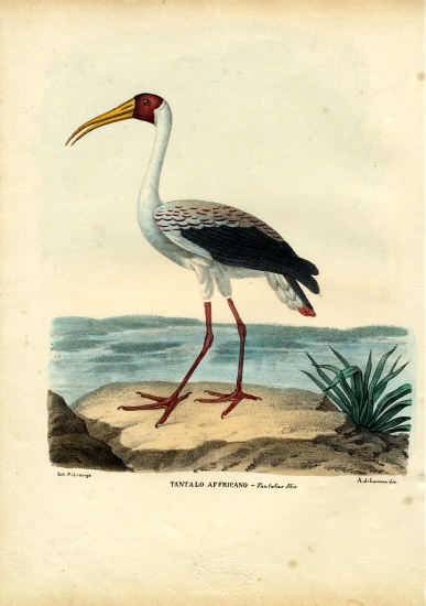 Yellow-Billed Stork from Raimundo Petraroja