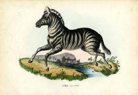 Zebra