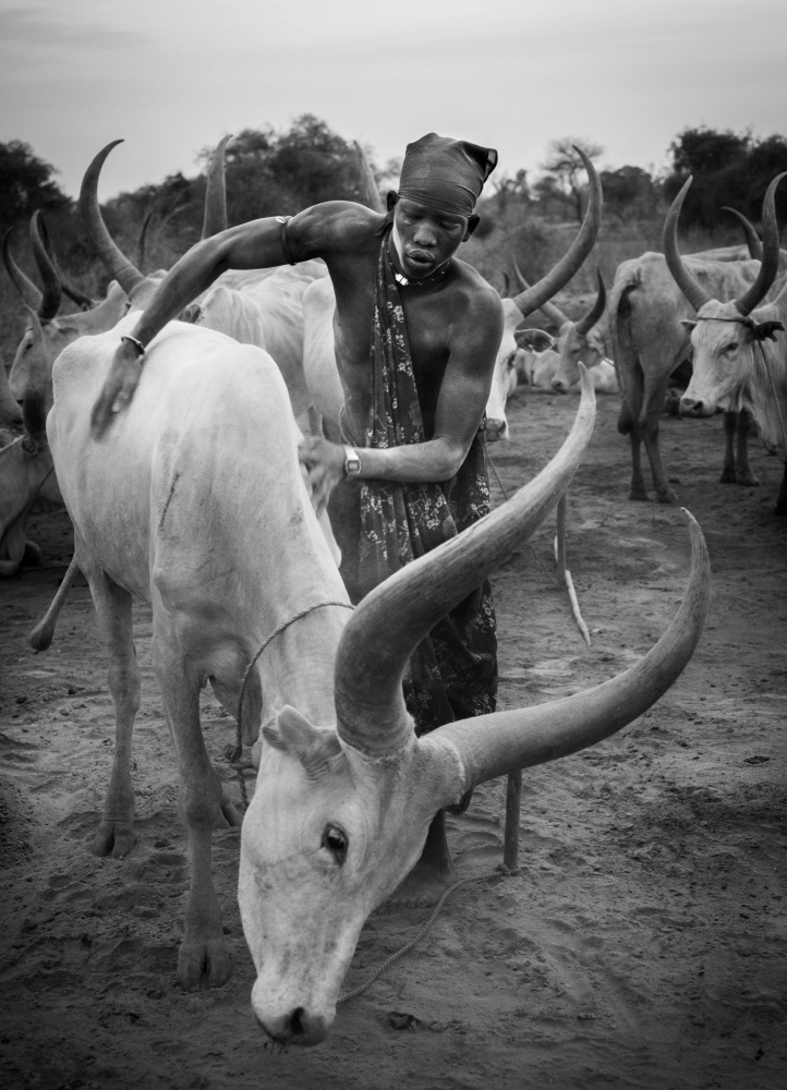 Mundari and cow, South Sudan from Raul Cacho Oses
