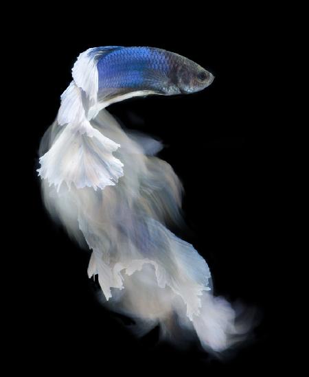 Blue and white bettafish