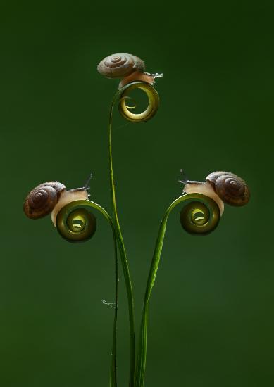 Three little snails