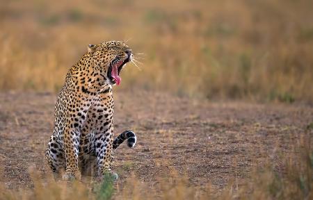 Yawning Leopard