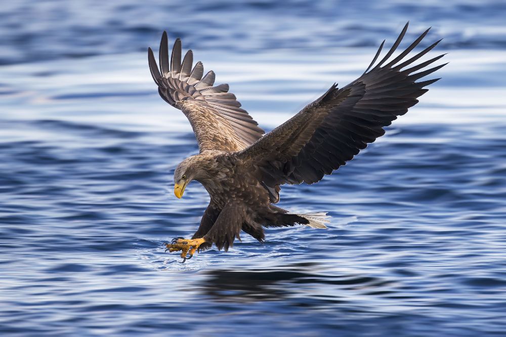 White-tailed Eagle from Raymond Ren Rong