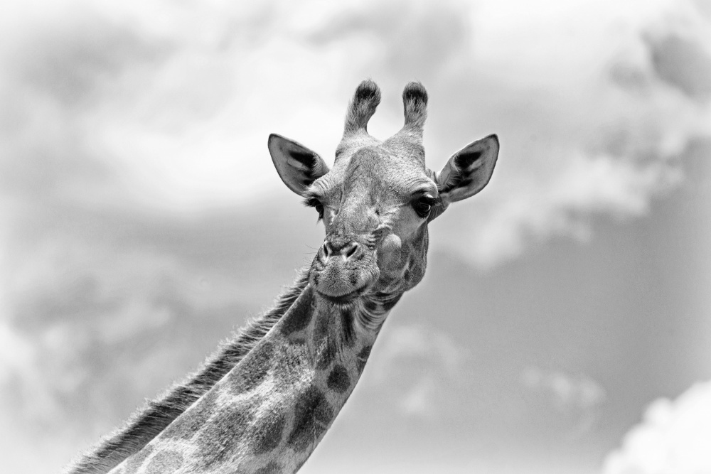 The giraffe - Wildlife V from Regine Richter