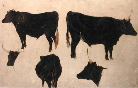 Studies of Long Horned Cattle from Richard Ansdell
