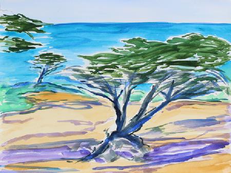 Cypress Tree, Carmel Bay