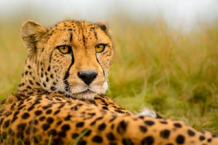 Cheetah stare