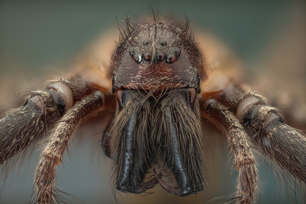 Spider from Rico Cavallo