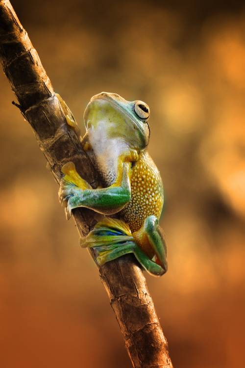 Climb (photography of a frog) from Ridha