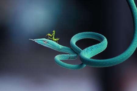 snakes and mantises