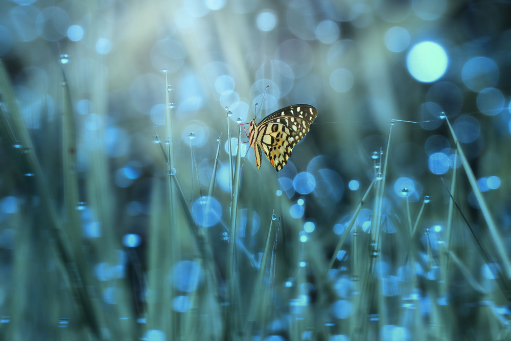Butterfly from Ridho Arifuddin