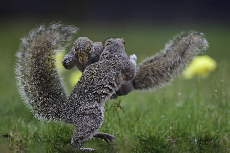 Squirrel boxing