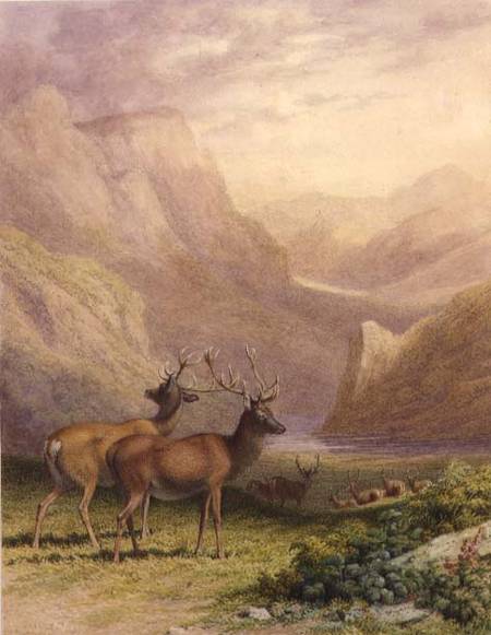 Deer in the Highlands from Robert Hills