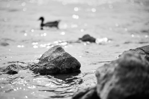 Am Ufer der Alten Donau schwimmt eine Ente hinter den Steinen from Robert Kalb