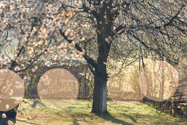 Blühenden Obstbäume im Garten mit Gegenlicht from Robert Kalb