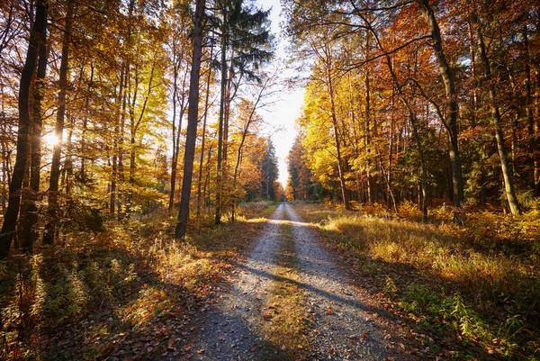 Romantischer Forstweg durch einen goldenen Herbstwald from Robert Kalb