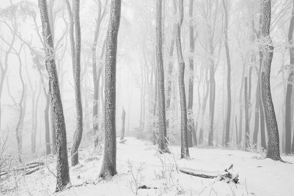 Weg durch den romantisch verschneiten, gefrorenen Wienerwald from Robert Kalb
