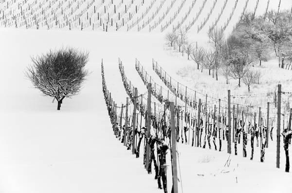 Weingarten im Winter from Robert Kalb