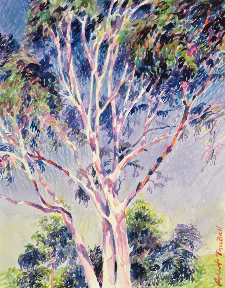 Gum Tree, Australia (w/c)  from Robert  Tyndall
