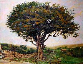 The Tree, Anglesey 
