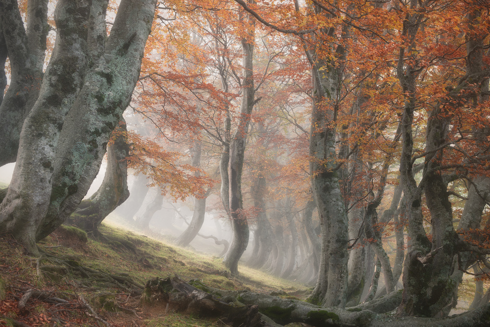 Twisted Beeches from Roberto Marchegiani