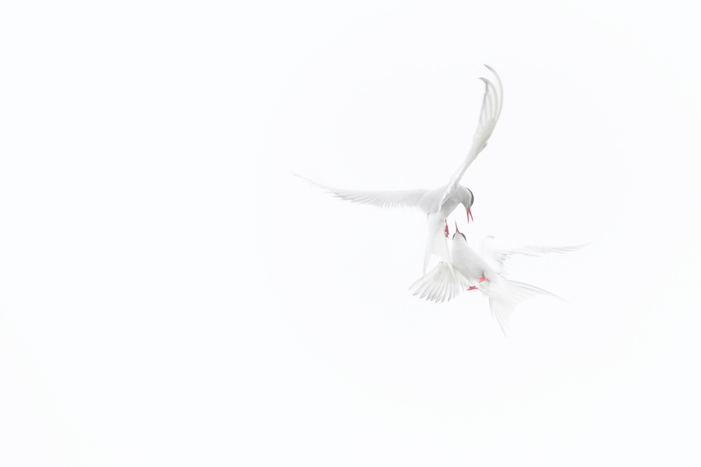 Arctic Terns from Roberto Marchegiani