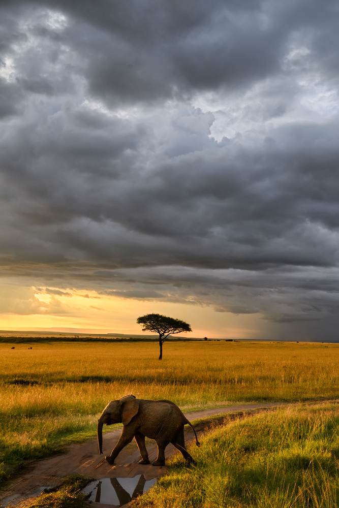 Sunset in Masai Mara from Roberto Marchegiani