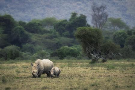 White Rhino