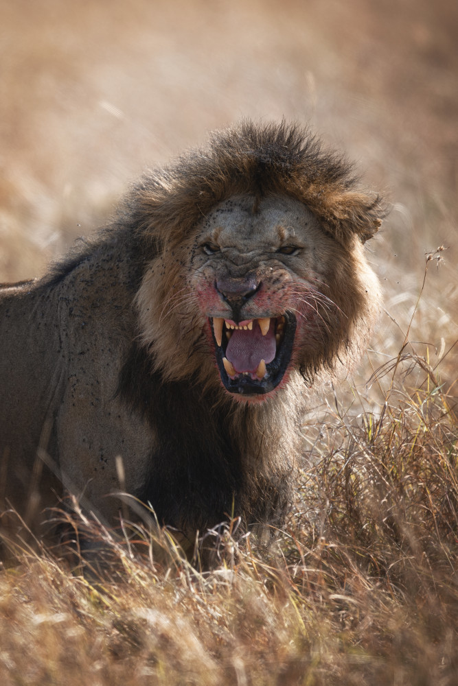 Angry Lion from Roberto Marchegiani