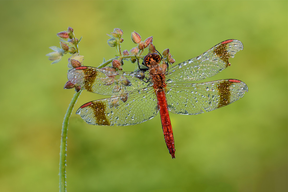 dragonfly from Roberto Marini
