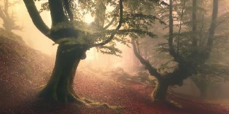 Fangorn forest