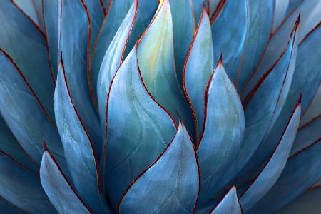 Blue Agave Abstract