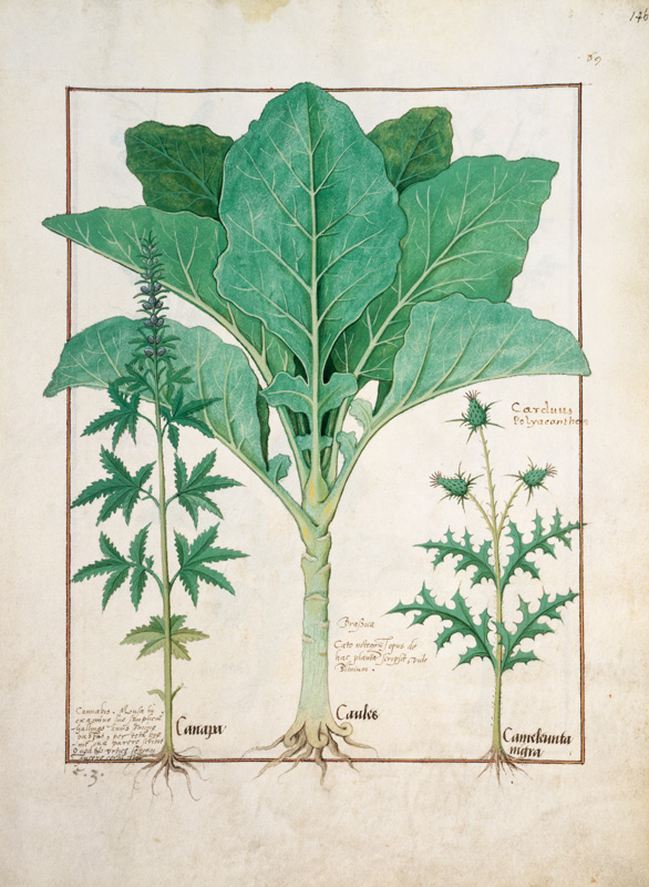Ms Fr. Fv VI #1 fol.145r Cannabis, Brassica and Thistle from Robinet Testard