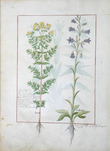 Two flowering plants from 'The Book of Simple Medicines' by Mattheaus Platearius (d.c.1161) from Robinet Testard