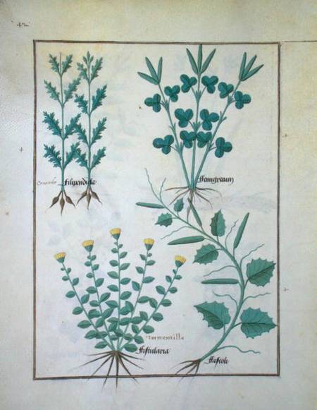 Ms Fr. Fv VI #1 f.132v Top row: Filipendula. Bottom row: Fistularia and Faseolus, illustration from from Robinet Testard