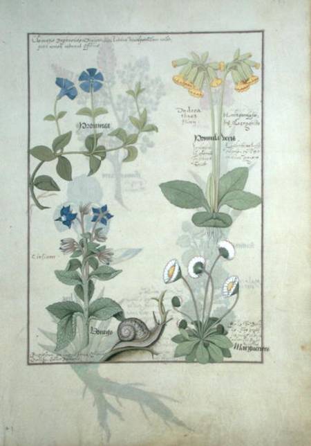 Ms Fr. Fv VI #1 fol.114 Top row: Blue Clematis or Crowfoot and Primula. Bottom row: Borage or Forget from Robinet Testard