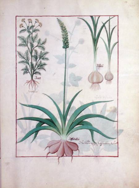 Ms Fr. Fv VI #1 fol.119r Garlic and other plants from Robinet Testard