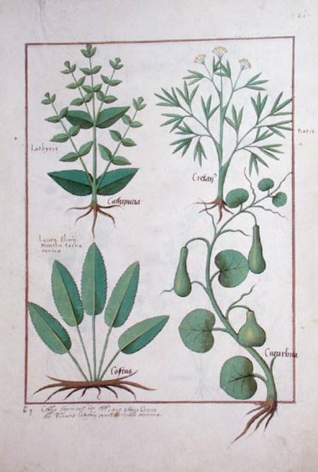 Ms Fr. Fv VI #1 fol.122r Euphorbia Lathyris, Beechwort, Mint and Fig from Robinet Testard