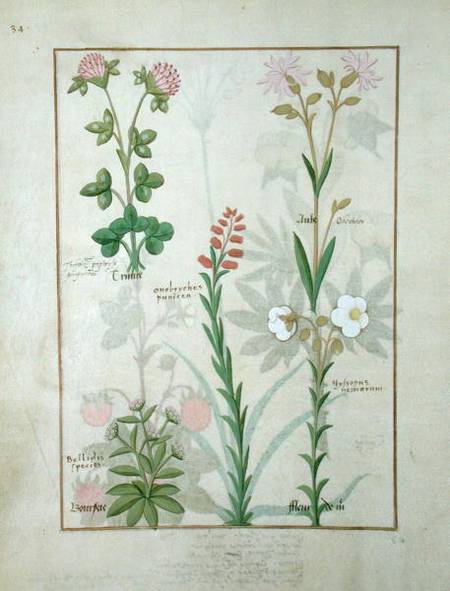 Ms Fr. Fv VI #1 fol.128v Top row: Red clover and Aube. Bottom row: Bellidis species, Onobrychis and from Robinet Testard
