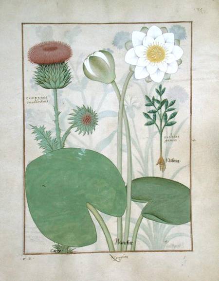 Ms Fr. Fv VI #1 fol.129r Plumed thistle, Water lily and Castor bean plant, illustration from 'The Bo from Robinet Testard