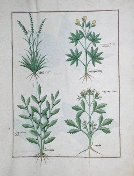 Ms Fr. Fv VI #1 fol. 126r Top row: Lolni and Geranium. Bottom row: Daphnoides and Parsley, illustrat from Robinet Testard