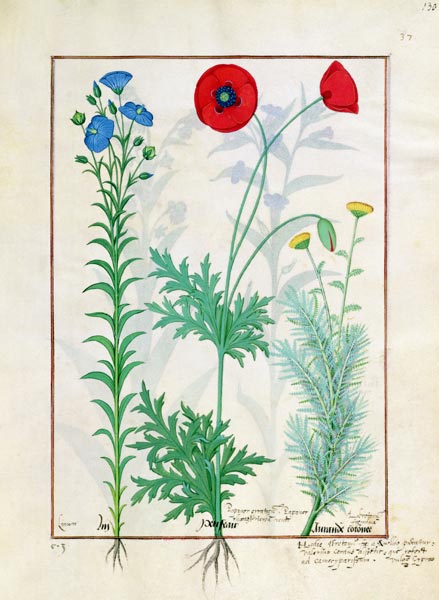 Ms Fr. Fv VI #1 fol.130r Linum, Garden poppies and Abrotanum, illustration from 'The Book of Simple from Robinet Testard
