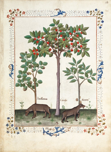 Ms Fr. Fv VI #1 fol.162r Hazelnut Bush (left) and Cherry tree (centre) from Robinet Testard