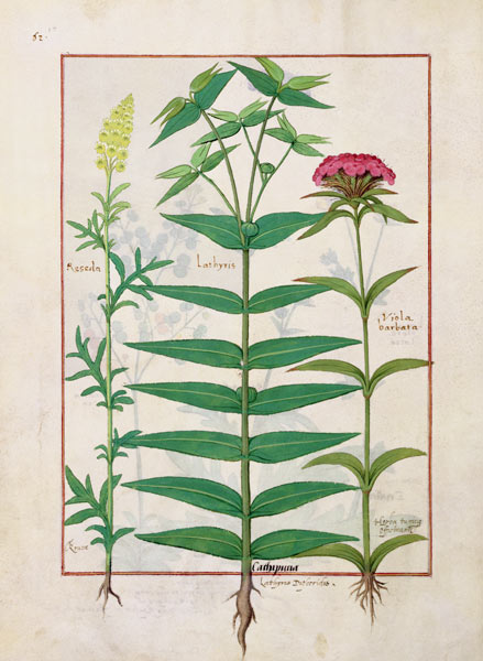 Ms Fr. Fv VI #1 fol. Reseda, Euphorbia and Dianthus from Robinet Testard