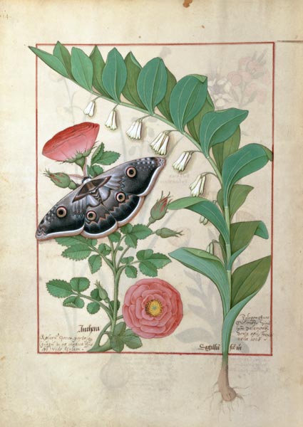 Rose and Polygonatum (Solomon's Seal) illustration from 'The Book of Simple Medicines' by Mattheaus from Robinet Testard