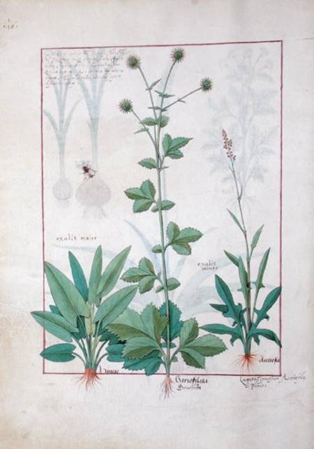 Sorrel and Gariofilata (Benedicta Wood) illustration from 'The Book of Simple Medicines' by Mattheau from Robinet Testard