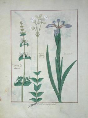 Ms Fr. Fv VI #1 fol.115v Lamium Album or White Dead Nettle, Melandryon, and Iris Minor