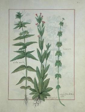 Ms Fr. Fv VI #1 fol.116 Elusae Gennus, Caraway Thyme, and Crosswort